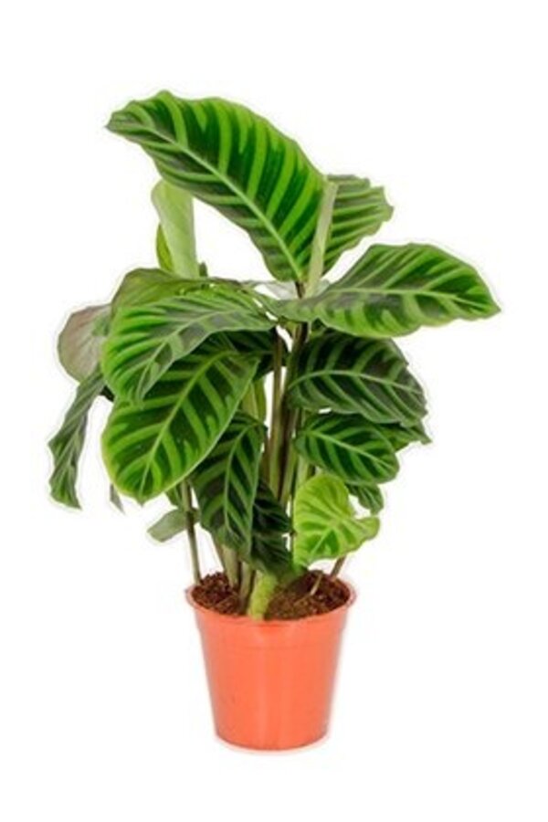 Tropicana plantenpakket