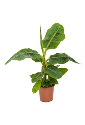 Tropicana plantenpakket