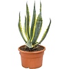 Agave Americano