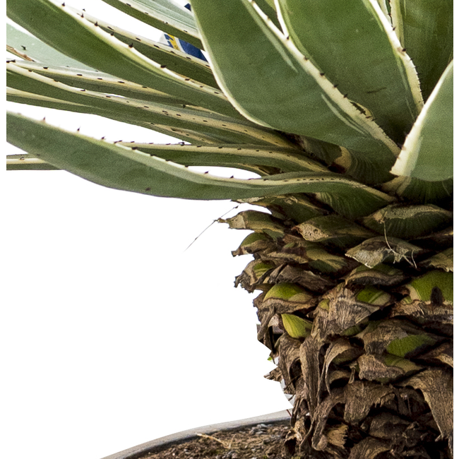 Agave Angustifolia