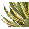 Agave Lopantha