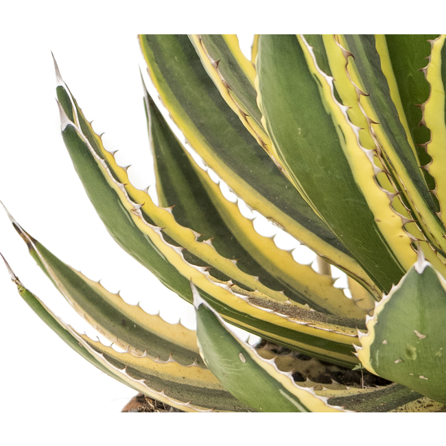 Agave Lopantha