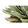 Agave Victoria Reginae