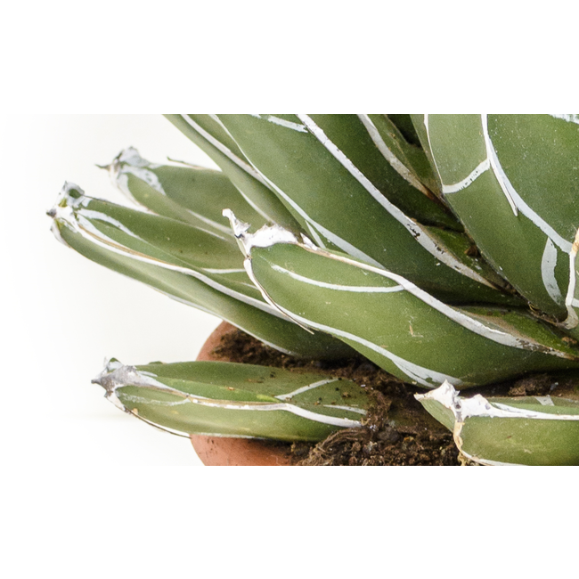 Agave Victoria Reginae