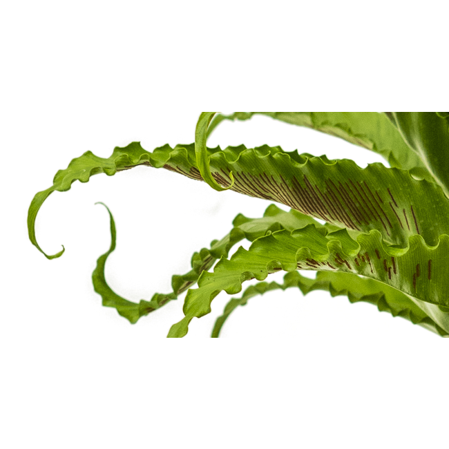 Asplenium Osaka