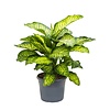 Dieffenbachia Maroba