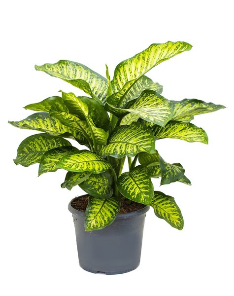 Dieffenbachia