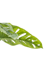 Monstera Obliqua mosstok