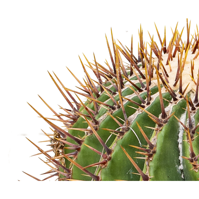 Echinocactus Ingens