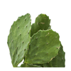 Opuntia