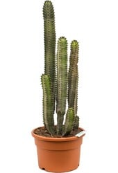 Euphorbia Canariensis