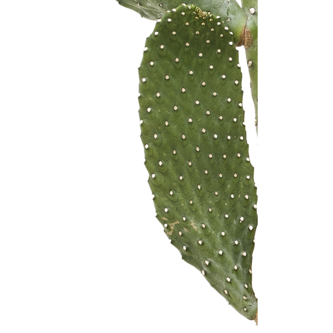 Opuntia