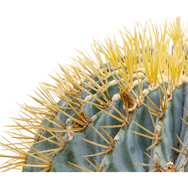 Ferocactus Bol