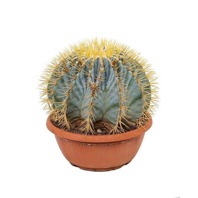 Ferocactus Bol