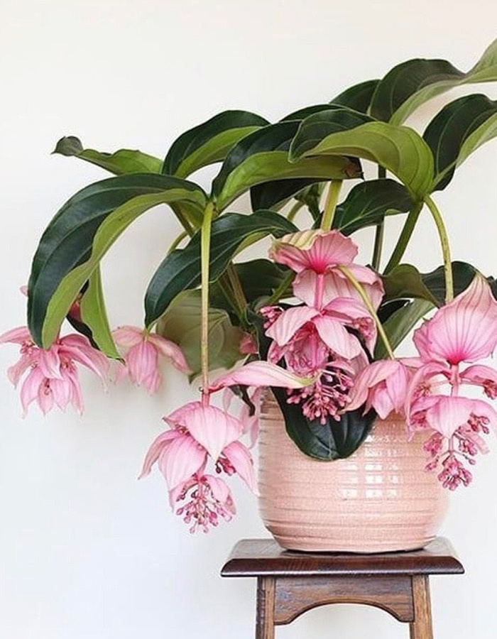 Gewoon bioscoop mooi zo Medinilla | Fleurdirect.nl - Fleurdirect