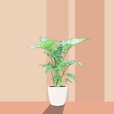 Alocasia