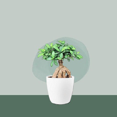 Bonsai