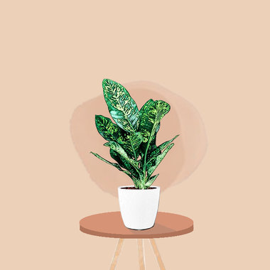 Dieffenbachia