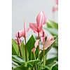 Anthurium Lilli S