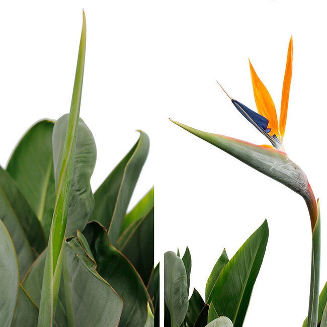 Strelitzia Reginae met Bloem