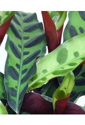 Calathea Insignis