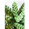 Calathea Insignis