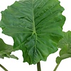 alocasia portadora in greenville pot