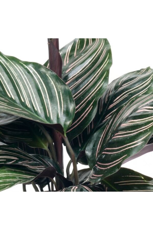 Calathea Ornata