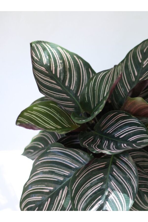 Calathea Ornata