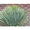 Yucca Palmlelie Rostrata L