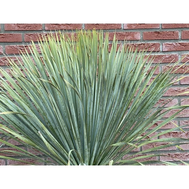 Yucca Palmlelie Rostrata L