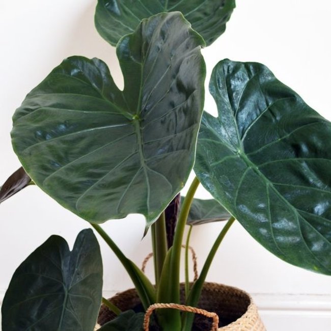 Alocasia Wentii L