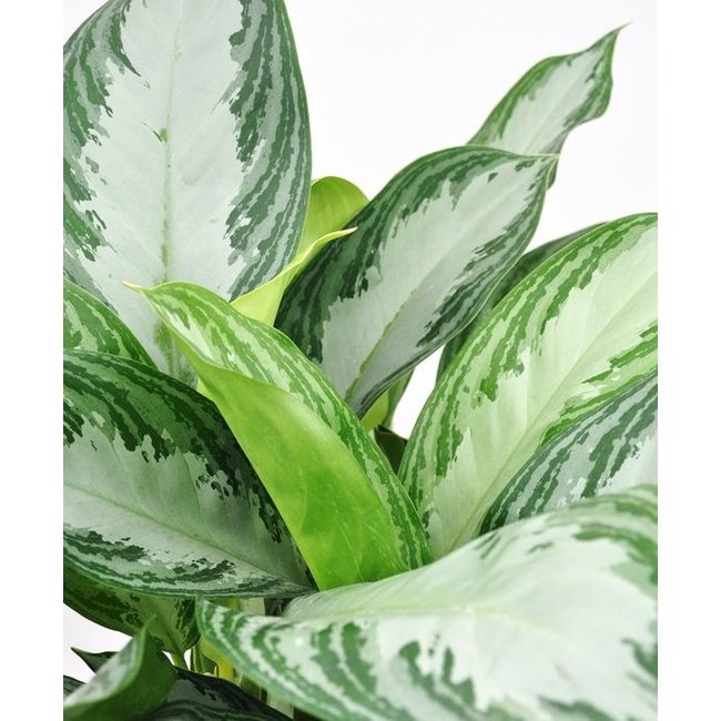 Aglaonema Silver Bay