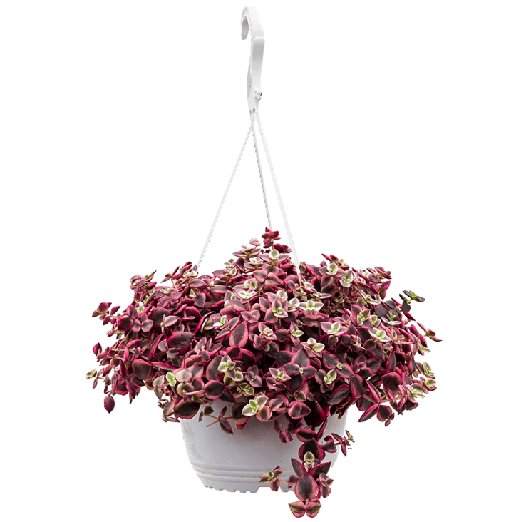 Crassula red hangplant kopen - Fleurdirect