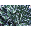 Agave victoria reginae