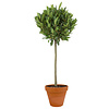 Laurus Nobilis Stam in TerraCotta