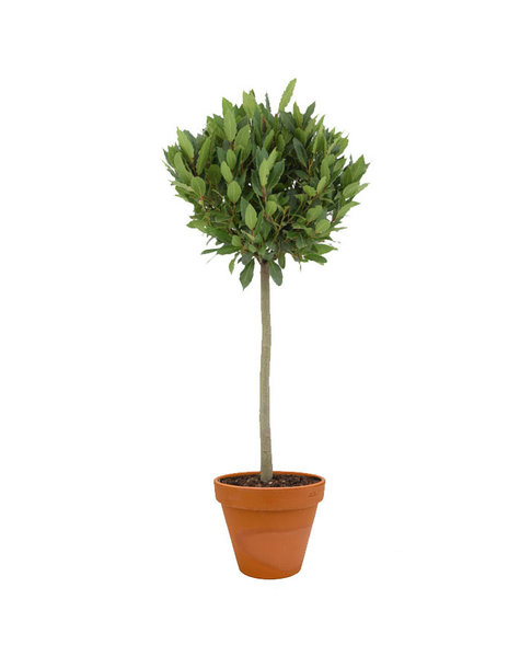 TerraCotta | Laurus Nobilis