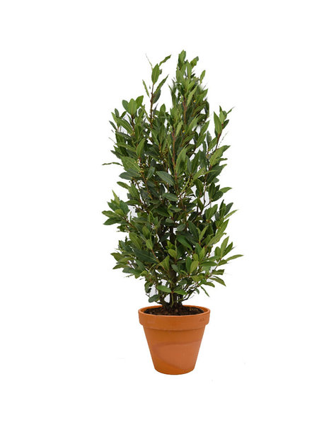 TerraCotta | Laurus Nobilis