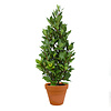 Laurus Nobilis Struik S in TerraCotta