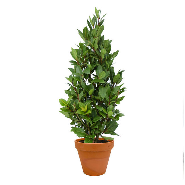 Laurus Nobilis Struik S in TerraCotta