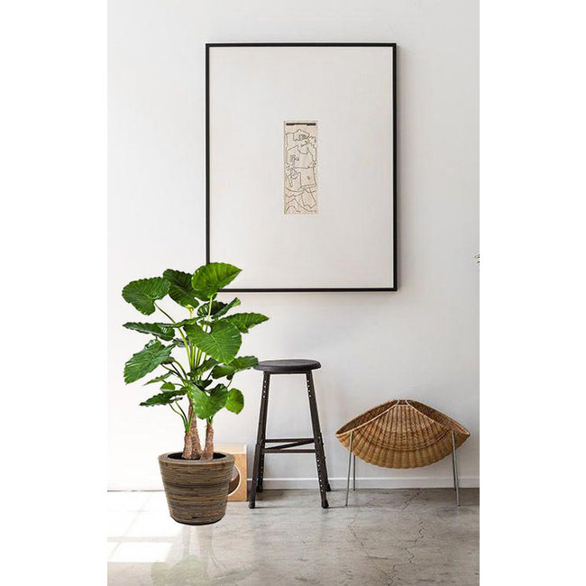 Kunstplant Alocasia in Rattan