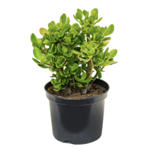 Crassula