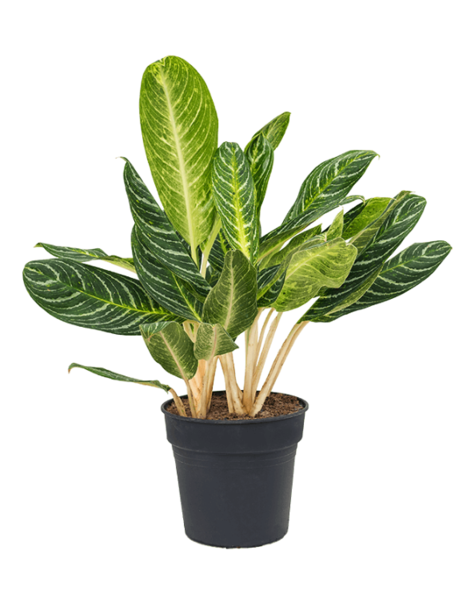 Aglaonema