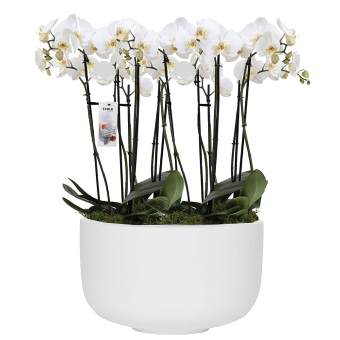 Orchidee In Witte Elho Schaal Online Bestellen Fleurdirect