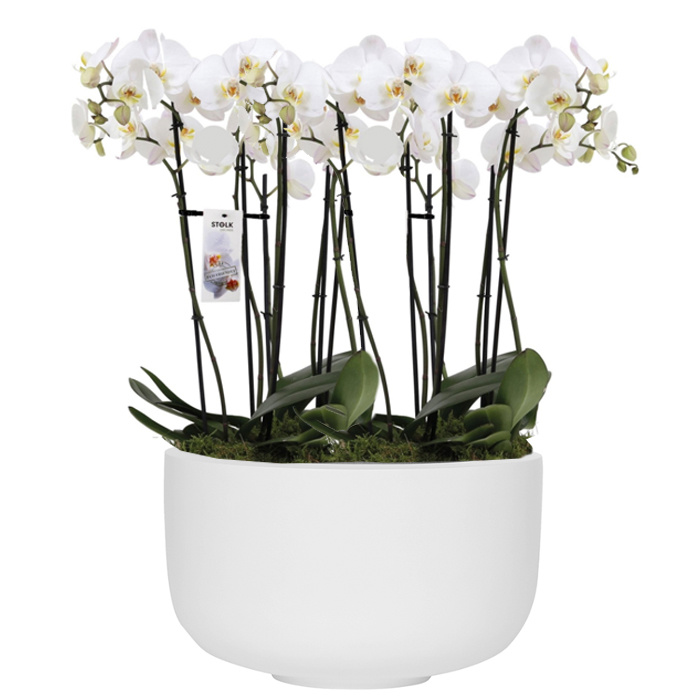 Orchidee in Elho schaal | Online bestellen Fleurdirect