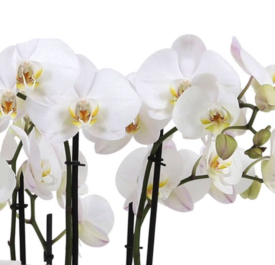 Omkleden Malawi mythologie Orchidee in witte Elho schaal | Online bestellen - Fleurdirect