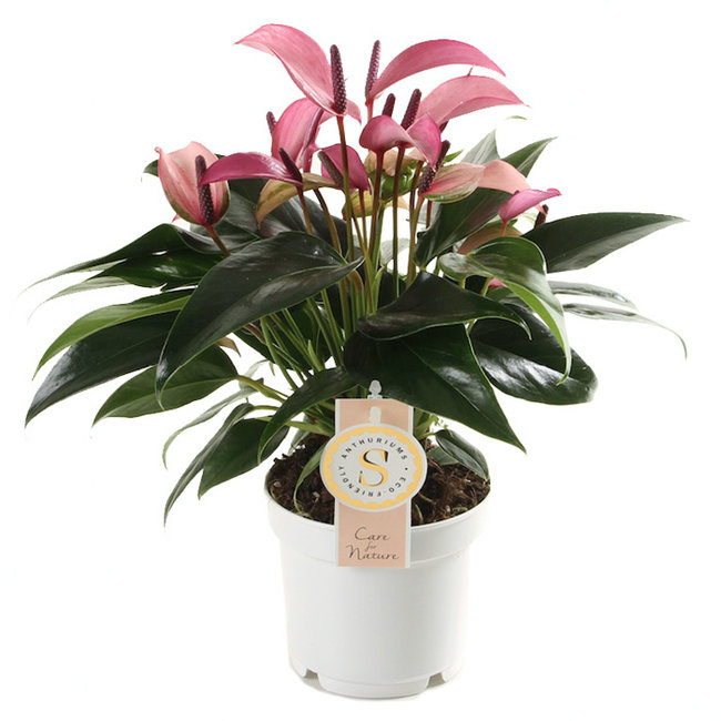 Anthurium Zizou S