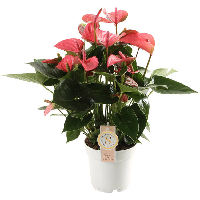 Anthurium Pink Champion M