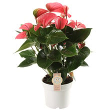 Anthurium