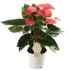 Anthurium Pink Champion S